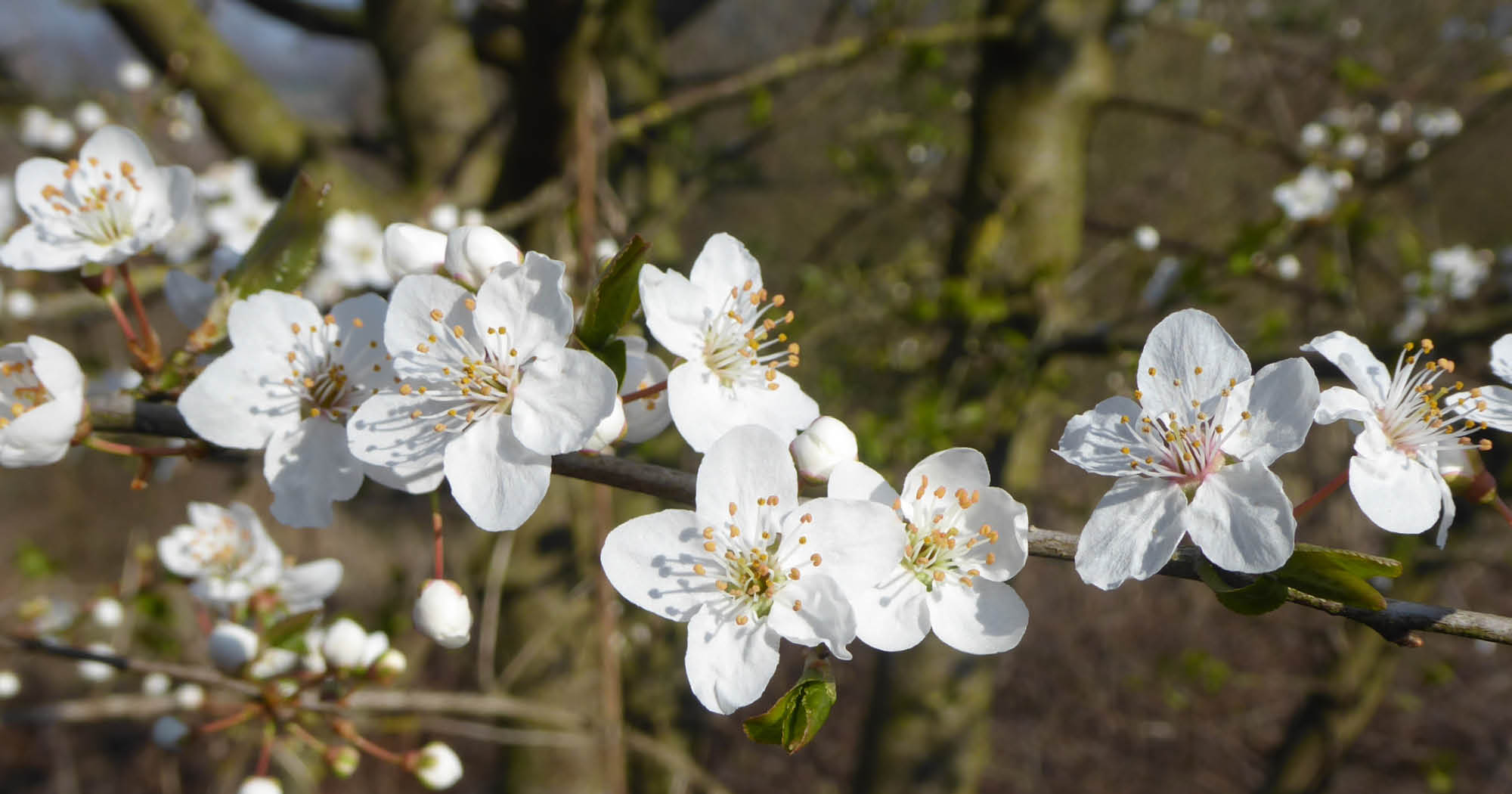 Balade nature : L'explosion de la nature � la Motte du Manant